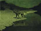 Moonlight, Wolf, c. 1909