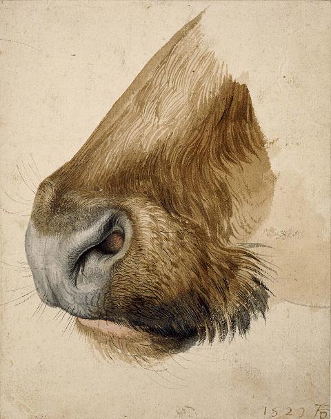 Albrecht Durer: Muzzle of a Bull