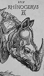 Durer: Rhinoceros